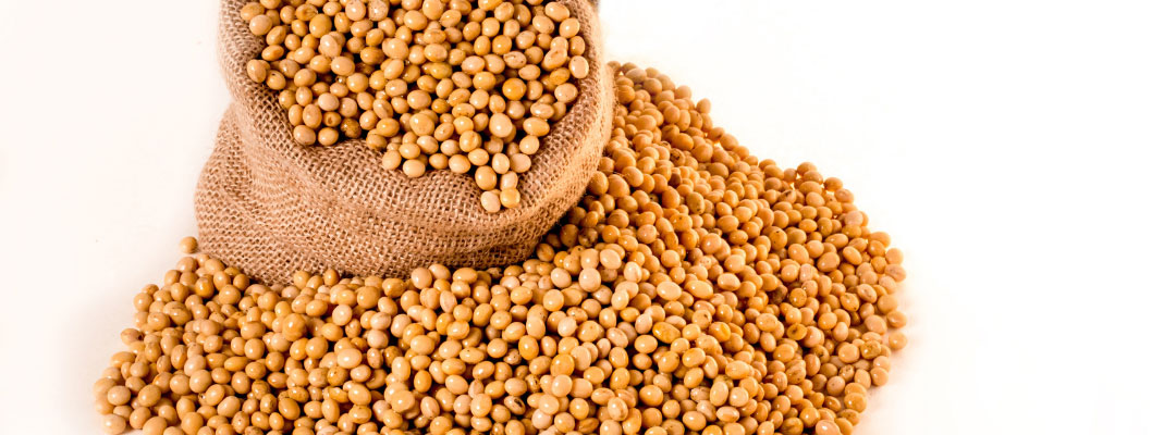 What’s Driving Soybean Value Meal or Oil