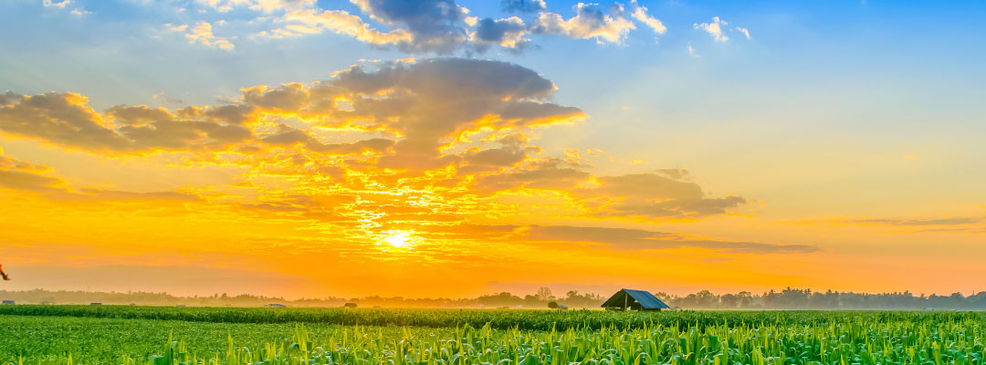 Estimating U.S. Corn Acres for 2022