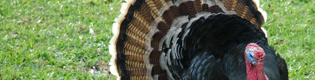 Some Special Prices for Turkey Day