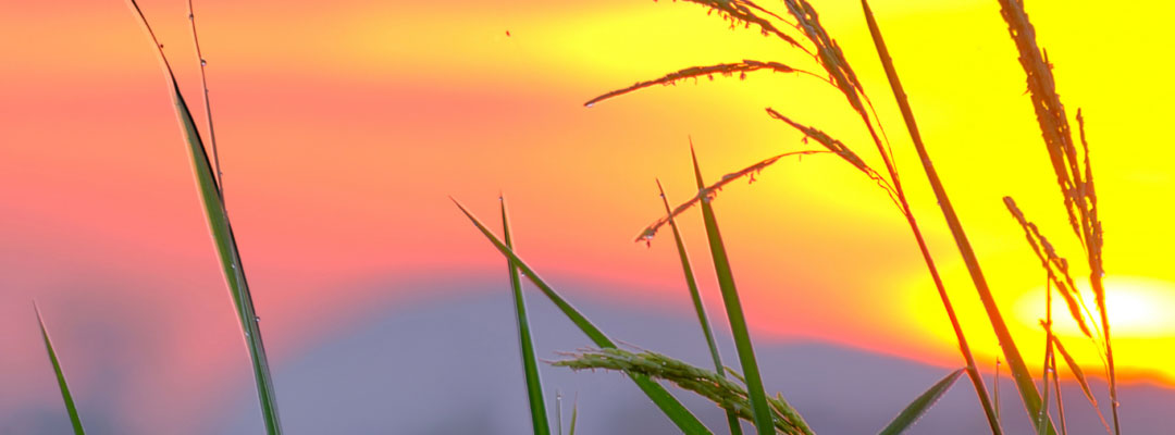February USDA Agricultural Outlook Forum Projections Compared to USDA Final Estimates