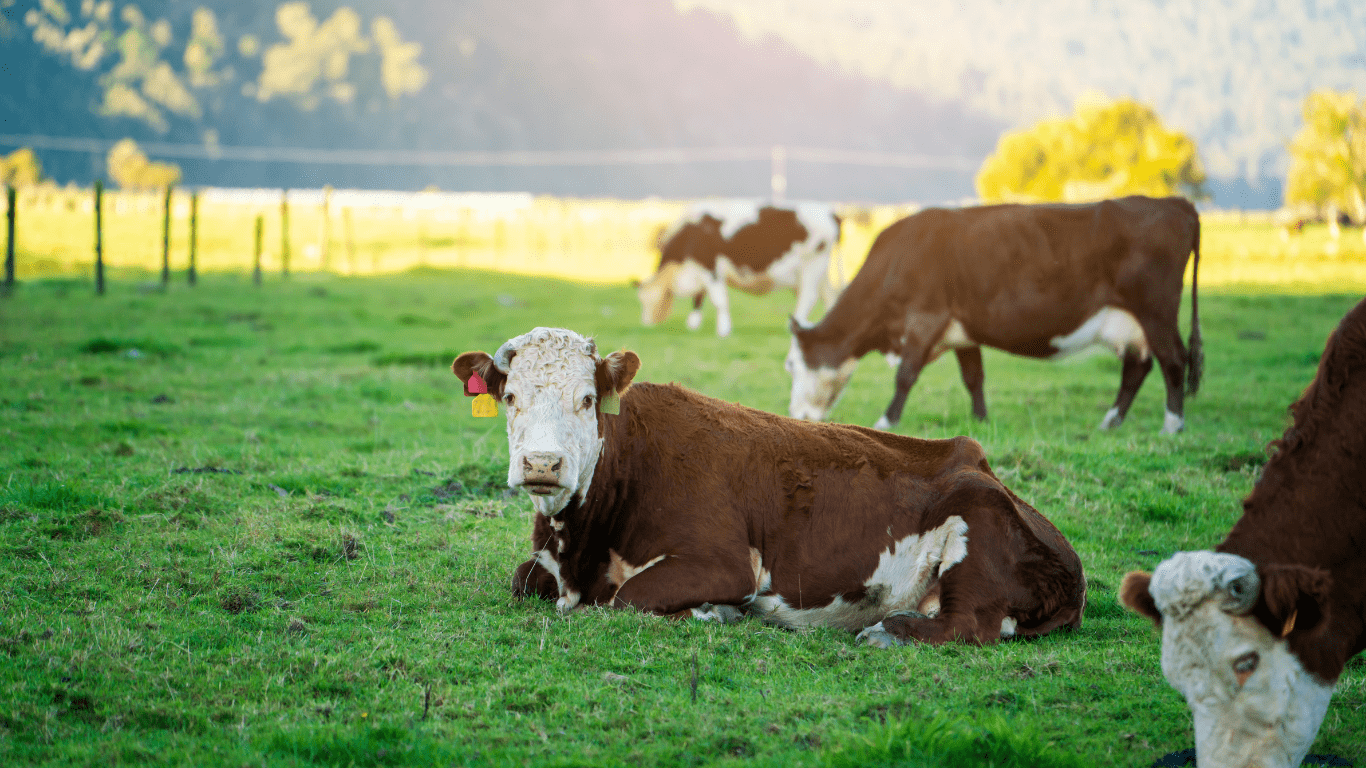 Marketing Feeder Cattle at 6-Year Price Highs