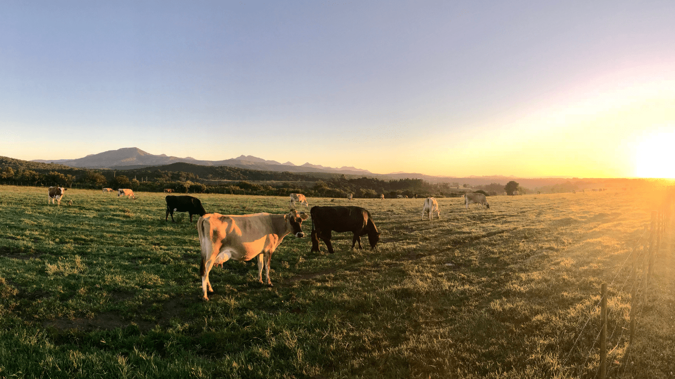 Calf Prices Start the New Year Higher