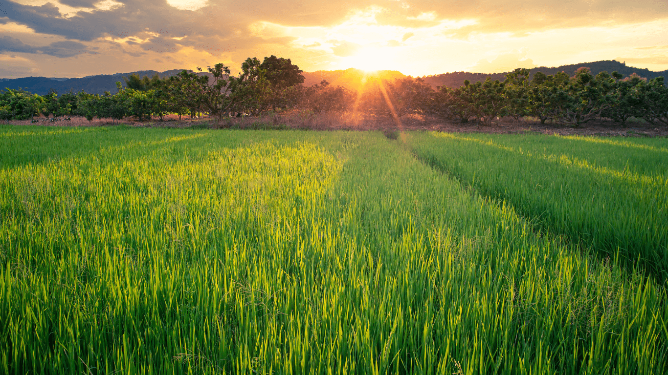 The Importance of Rented Cropland to Mid-South Agriculture