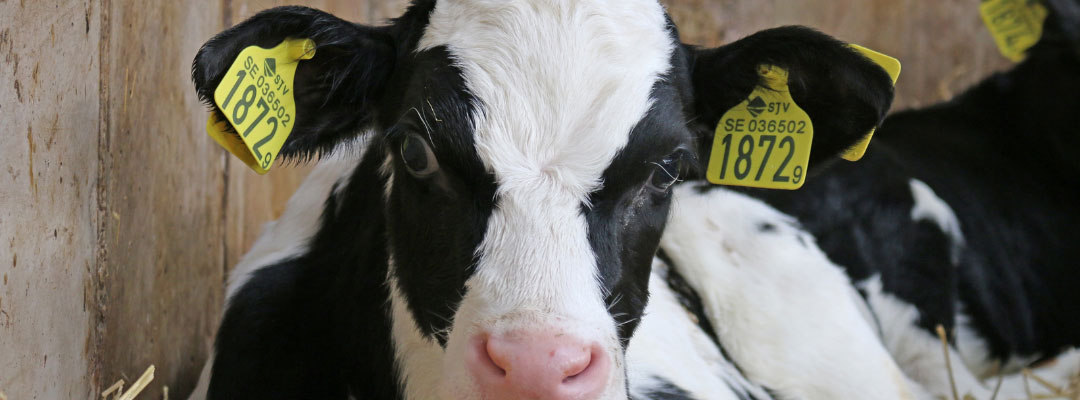 More Dairy Cow Culling