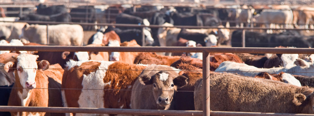 More cattle headed to feedlots