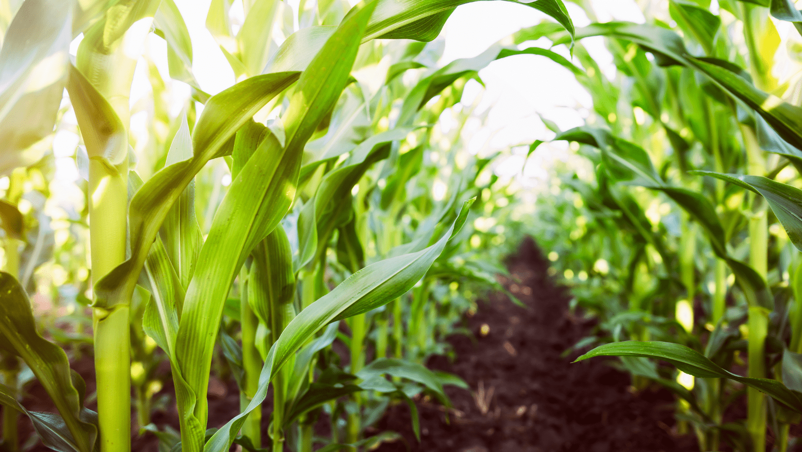 Input Price and Availability is Influencing 2022 Planting Intentions