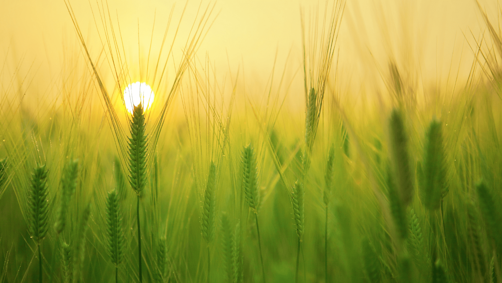 2022 Price Outlook for Hard Red Winter and Soft Red Winter Wheat