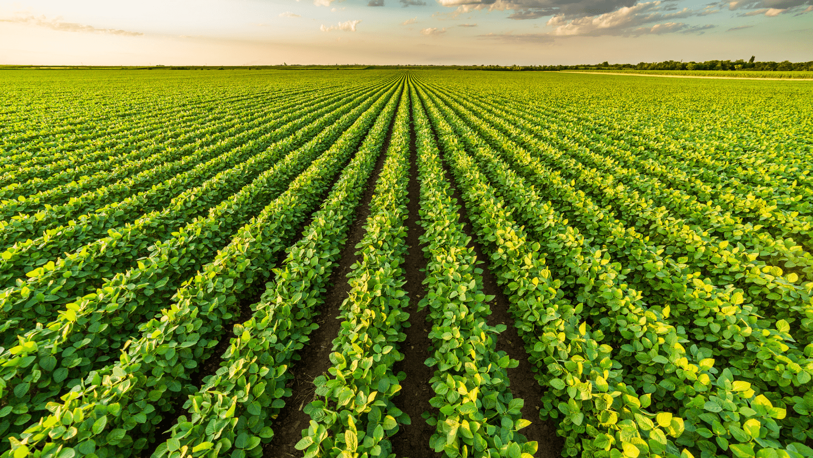 southern soybean field