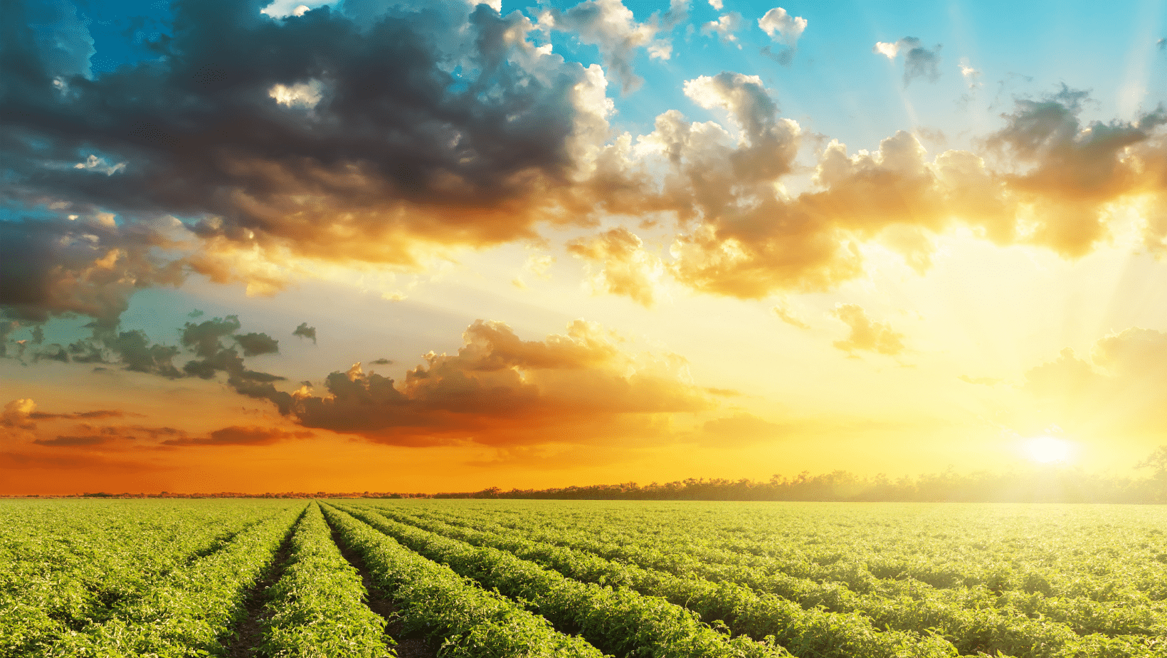 Soybean Meal and Oil Stocks Supportive for High Soybean Prices