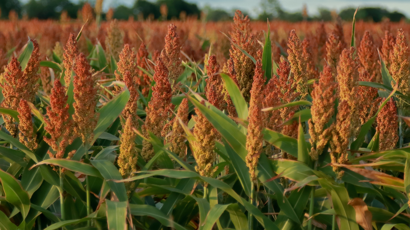 Sorghum Exports and Production Expectations for the 2023/24 Season
