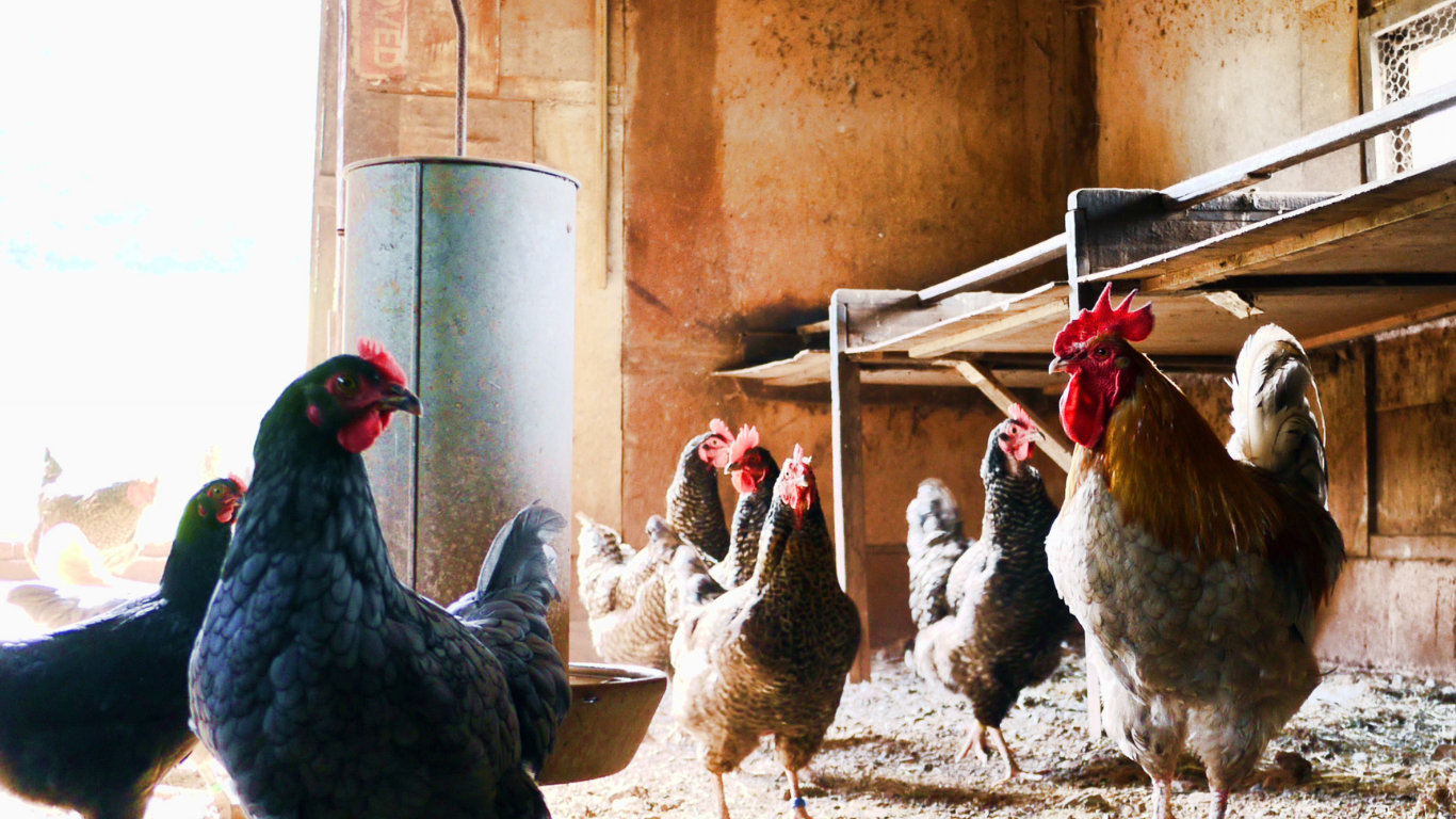 Poultry’s Perfect Storm in 2021-22