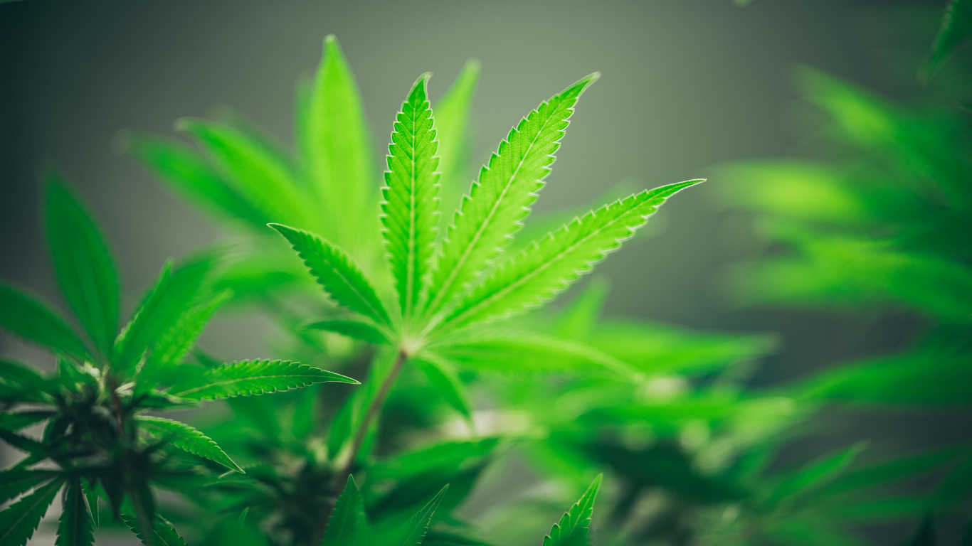 Will Hemp Production Fare Any Better in 2023?