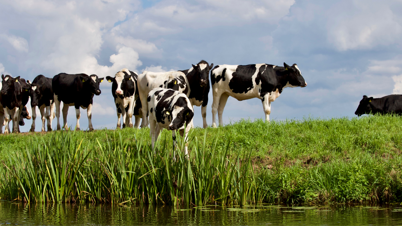 Cattle Areas in Drought
