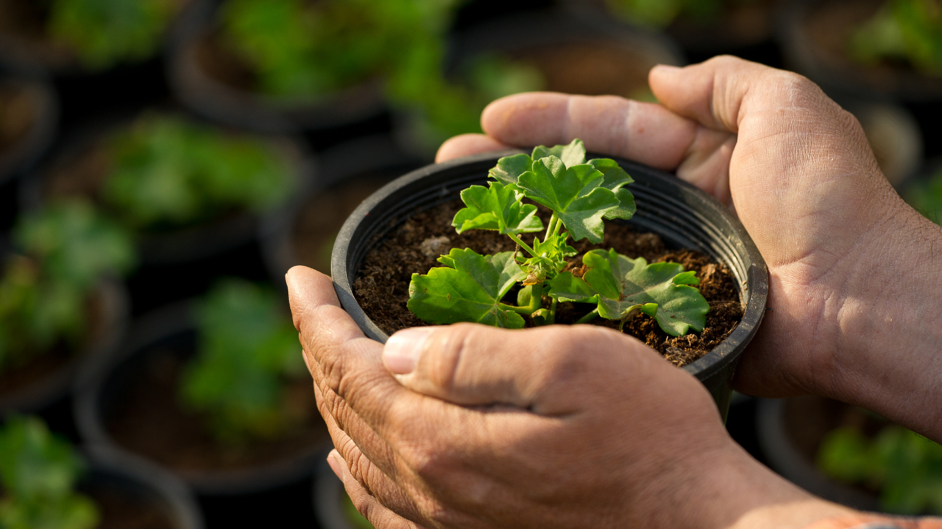 The COVID Effect and Southeast Consumers’ Plant Purchasing Behavior
