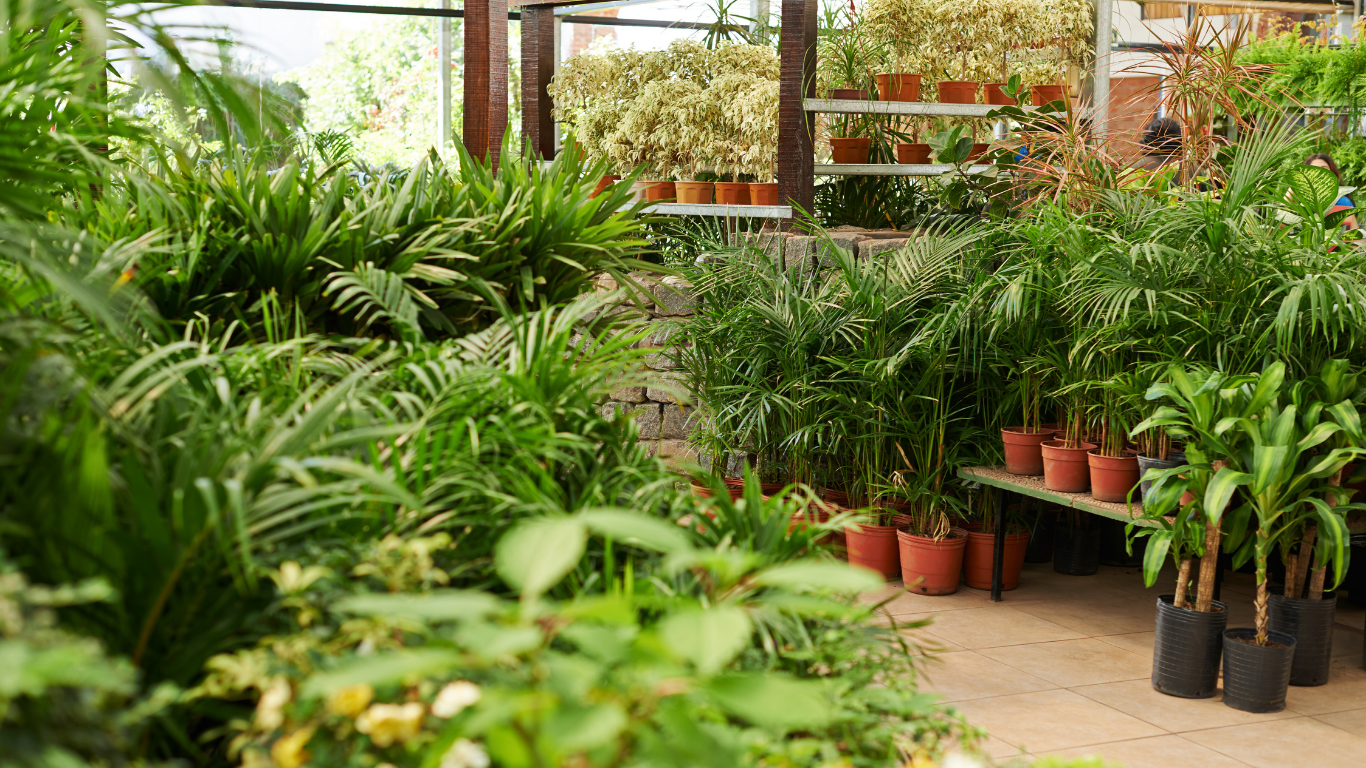 The COVID Effect and Search Behavior for Plants Online