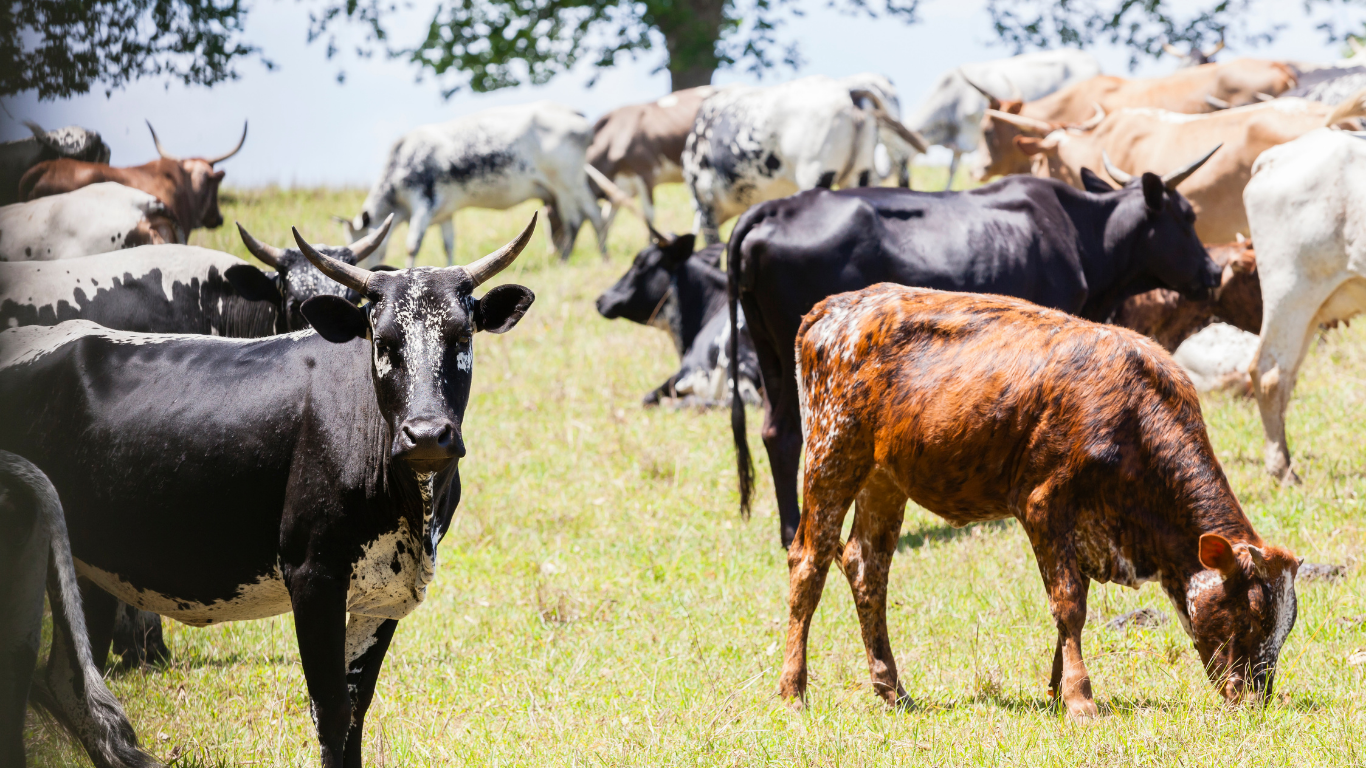 Cattle Inventory Report