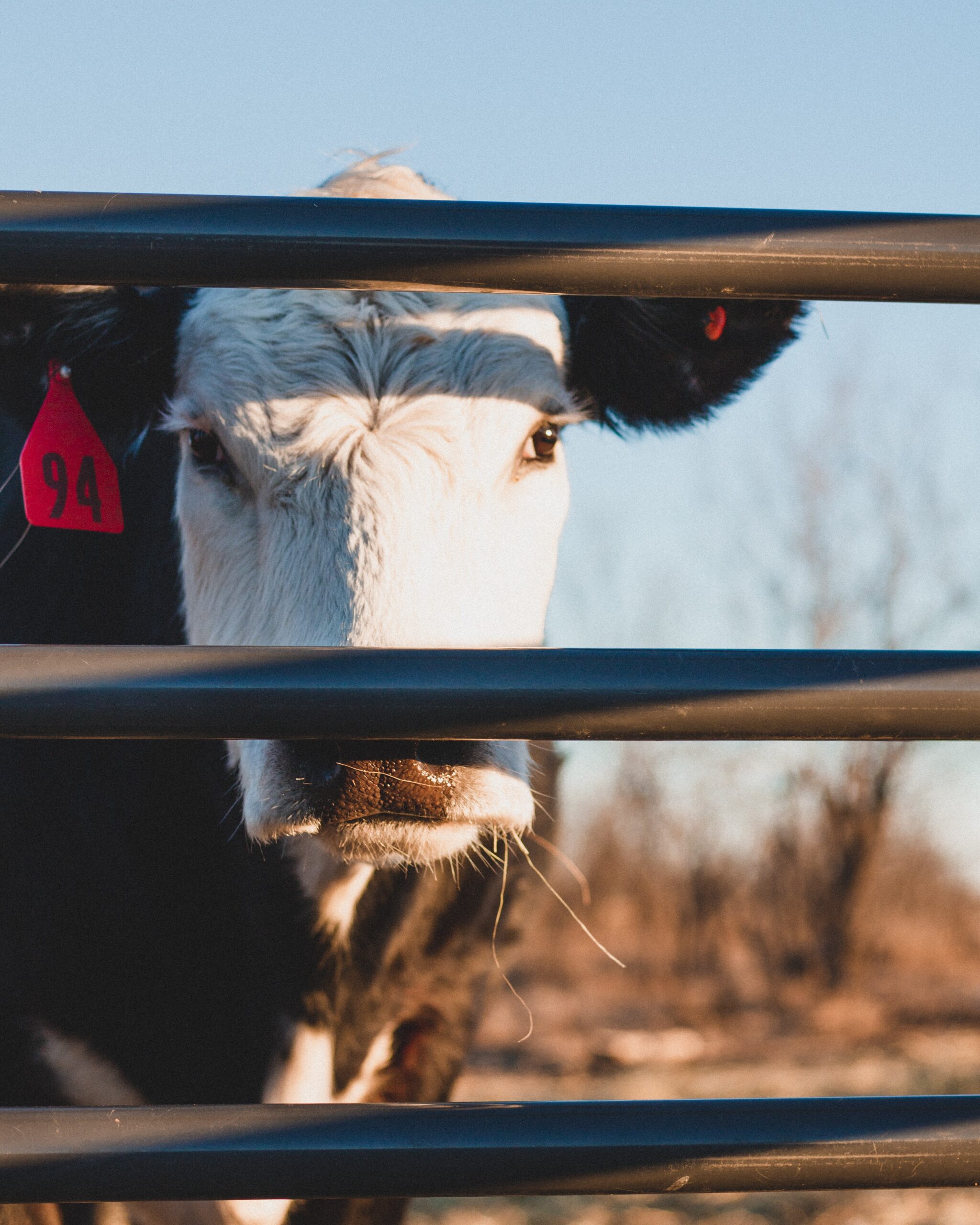 Record High Cattle on Feed Expected
