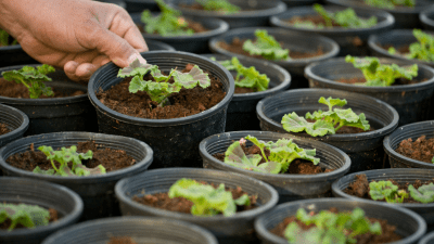 U.S. Native Plant Spending and Customer Segments: A Southern Perspective