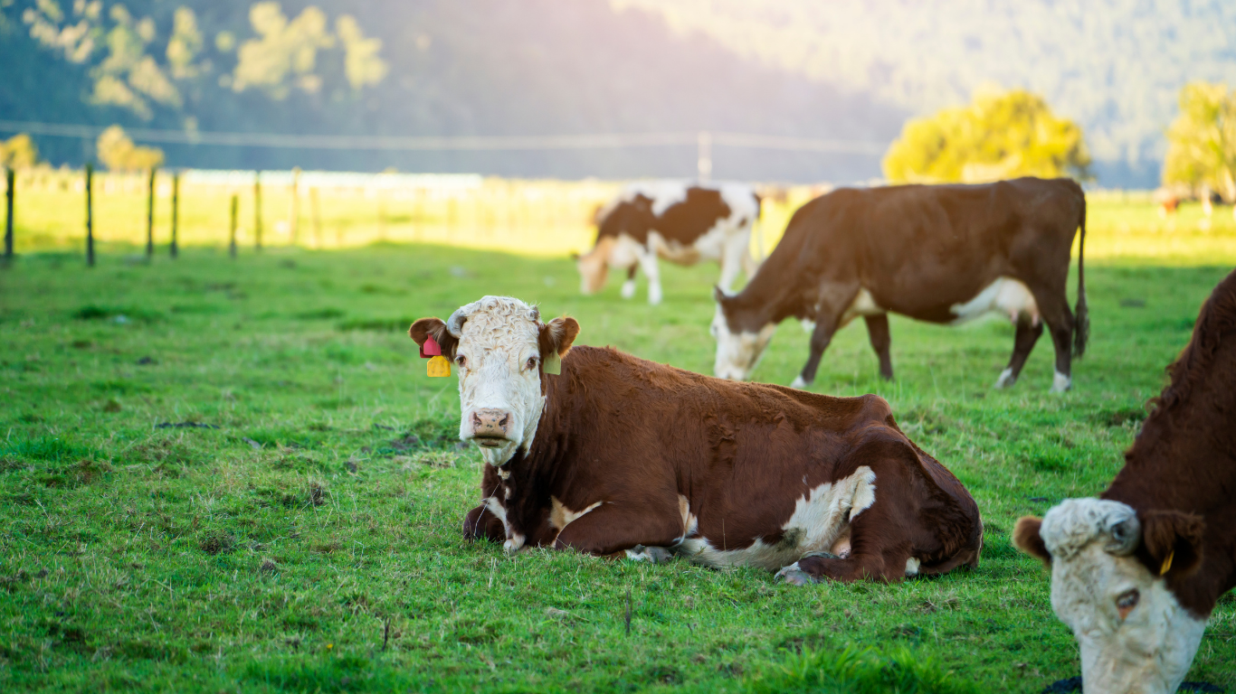 Beef Cow Slaughter Ramps Up