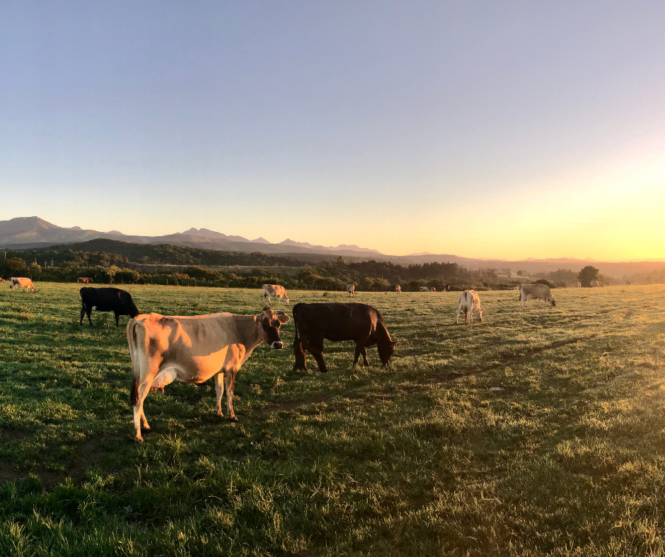 The Three Ps of Herd Expansion: Profit, Pasture and Patience