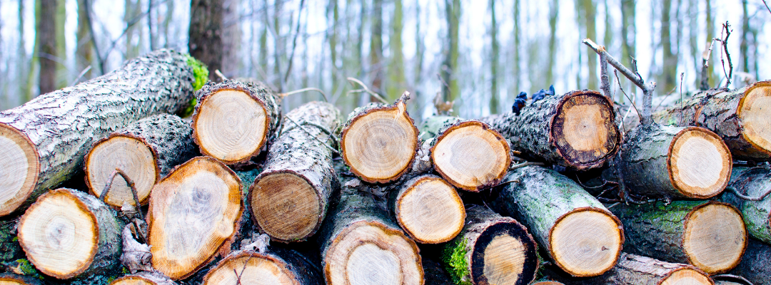 Tax Tips for Forest Landowners