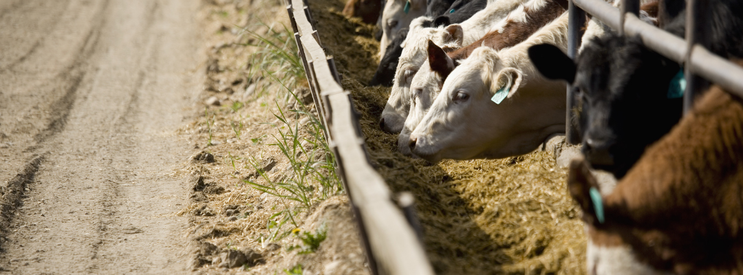 Uptick in Livestock Risk Protection for Feeder Cattle
