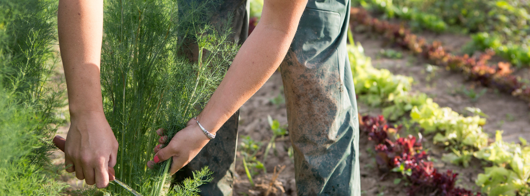 Overtime for the Agricultural Industry