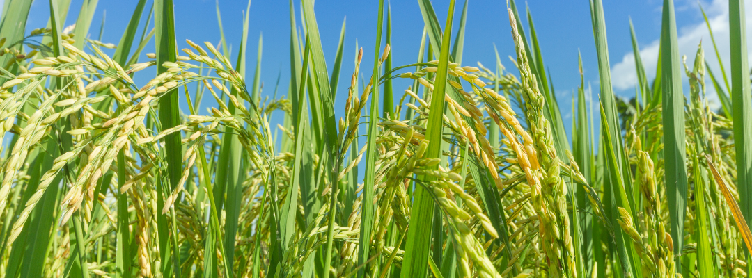 Correspondence of Rice Planted Acres to Safety Net Prices