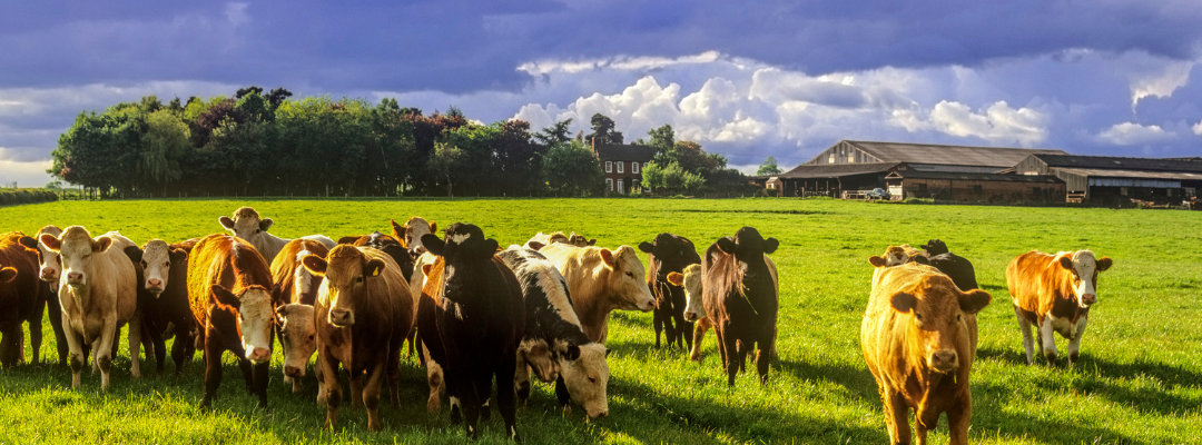 Are We Robbing Peter’s Heifers?