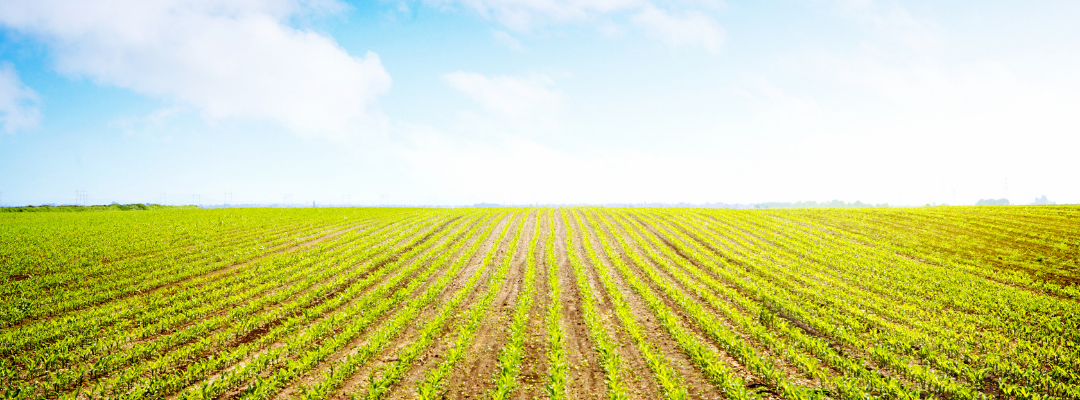 Relating Crop and Livestock H-2A Labor Decisions to AEWR and Sectoral Wage Gaps