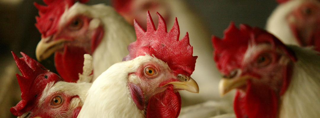 Potential Class Action Filed Claiming Poultry Growers are Employees
