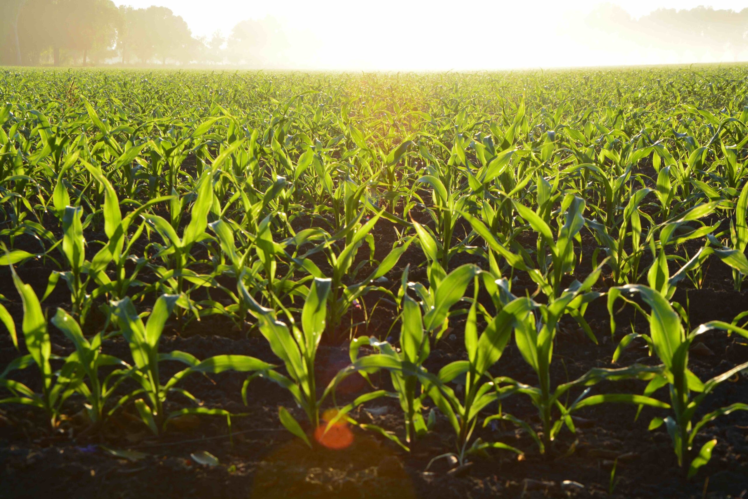 Managing the Price Risk Gap between December Corn Futures and Projected Crop Insurance Prices