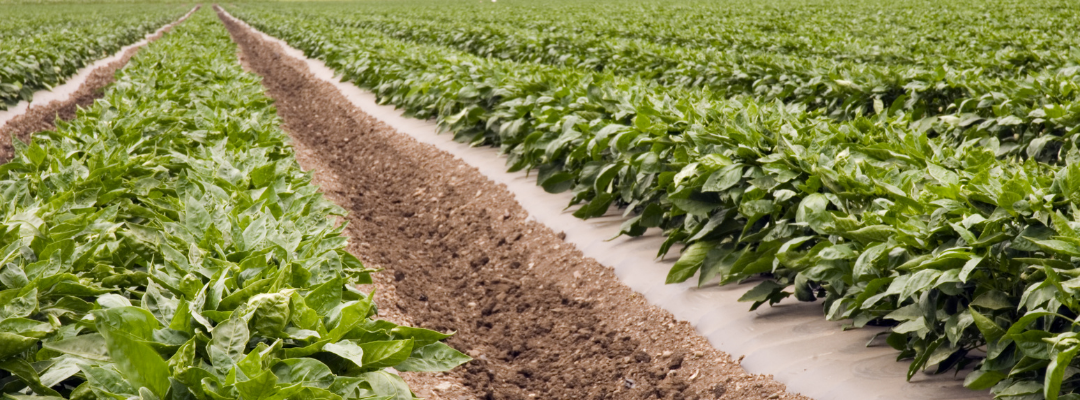 USDA Launches New Disaster Program for 2020 and 2021 Crop Years