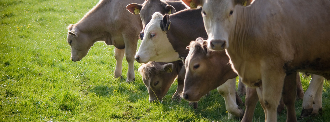 Cull Cow Prices Keep Climbing