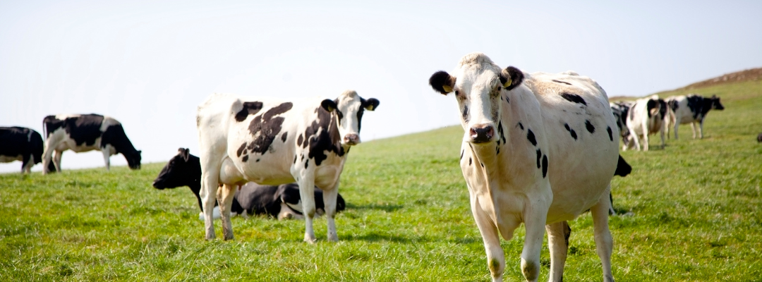 Hedging Opportunities for Managing Price Risk for Cattle