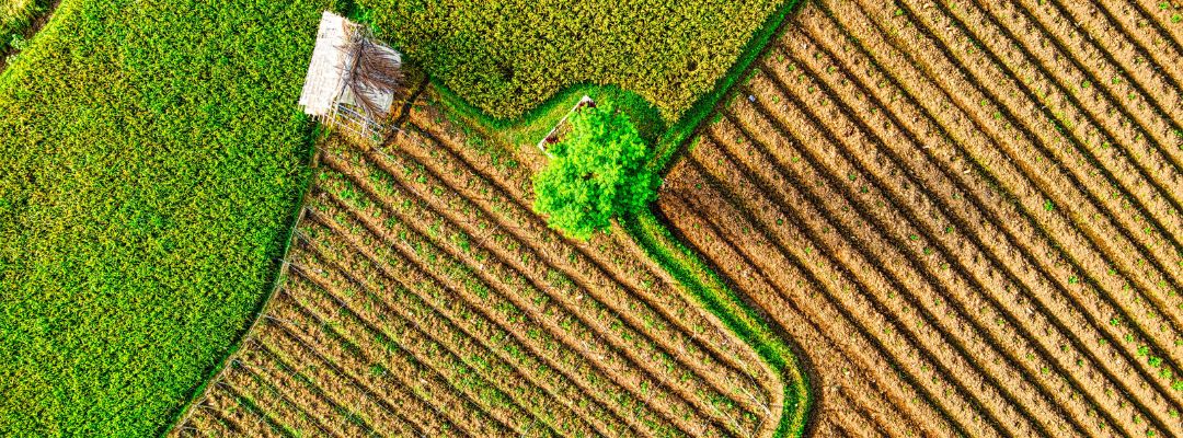 Considerations for Developing a Pre-Harvest Marketing Plan