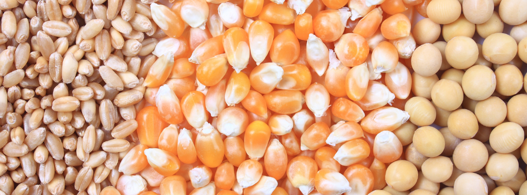 The USDA June Acreage and Grain Stocks Report