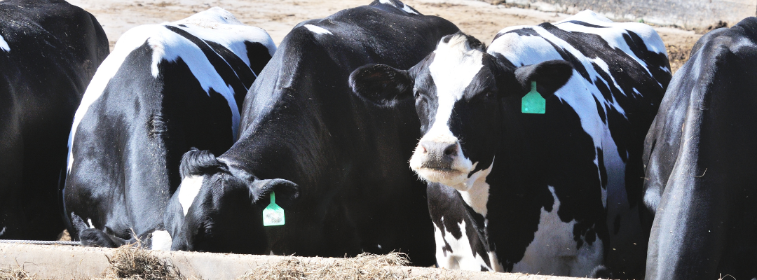 Prospective Plantings, Feed Prices and Implications for Feeder Cattle Markets
