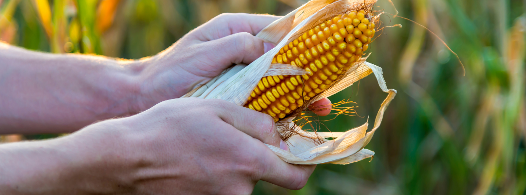 Quantifying U.S. Corn Exports to Mexico