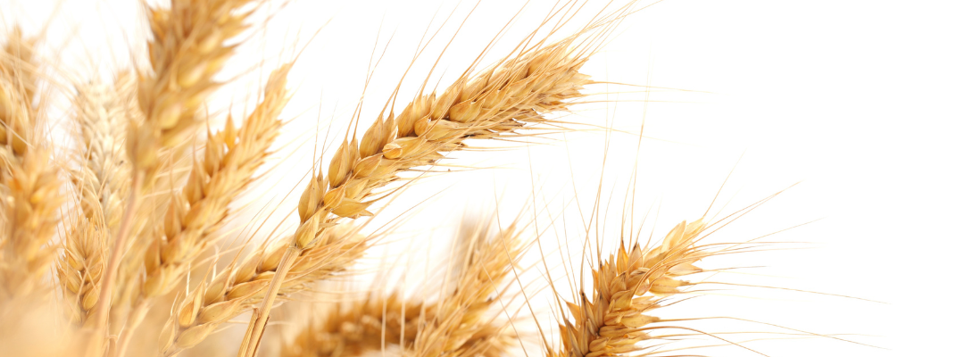Wheat Production of Major Exporters in the Southern Hemisphere