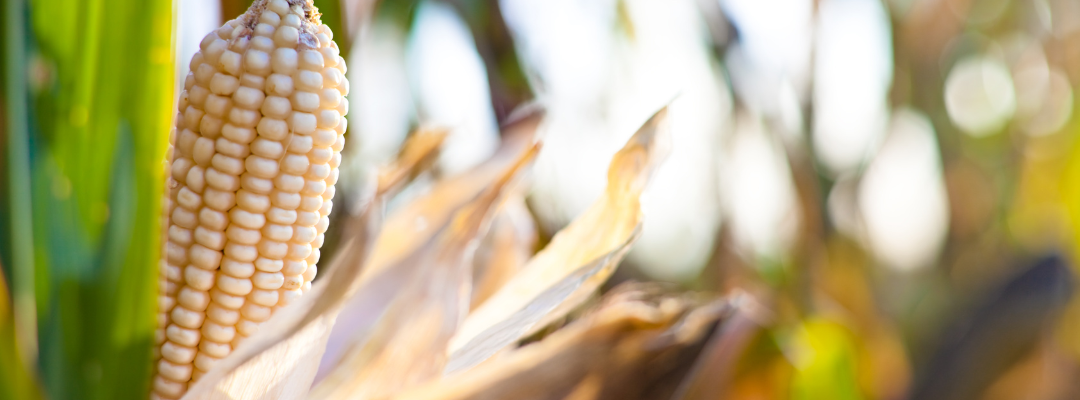 Crop Insurance Loss Ratio Trends Over Time