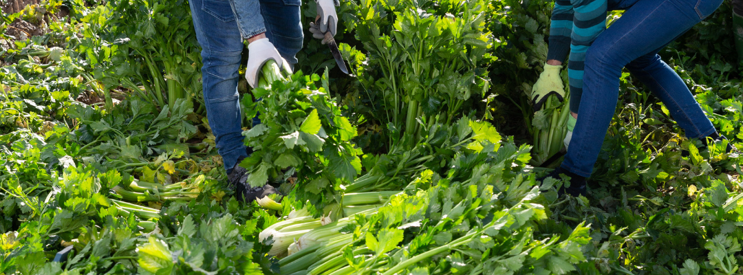 Agricultural Labor Outlook in 2026
