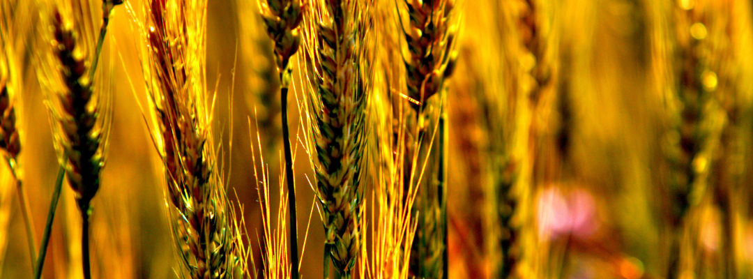 Amendments to the Federal Crop Insurance Basic Provisions
