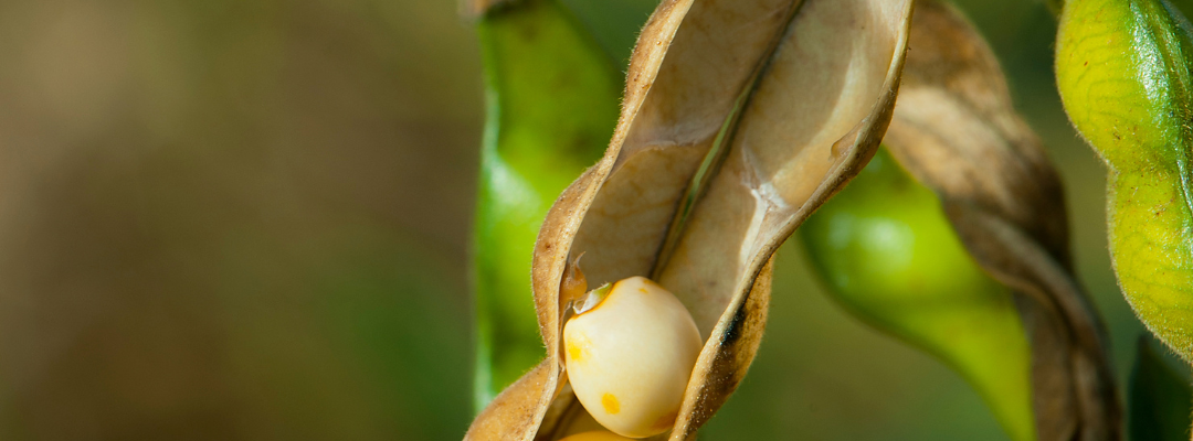 July Volatility in November Soybean Futures Prices