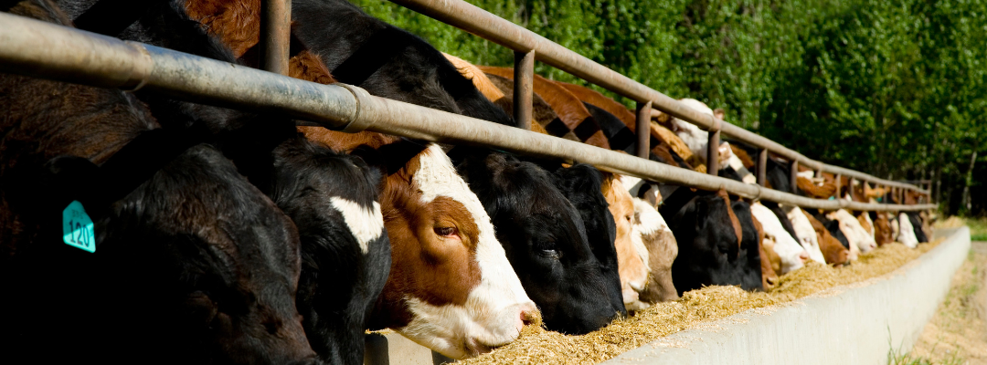 Livestock Risk Protection Cost is Lower