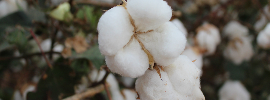 More Volatile Cotton Prices