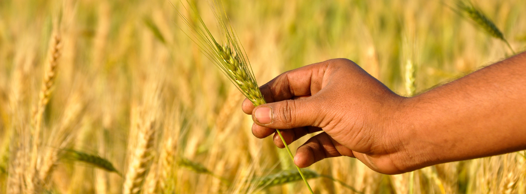 The Option to Augment the Crop Insurance Price Floor