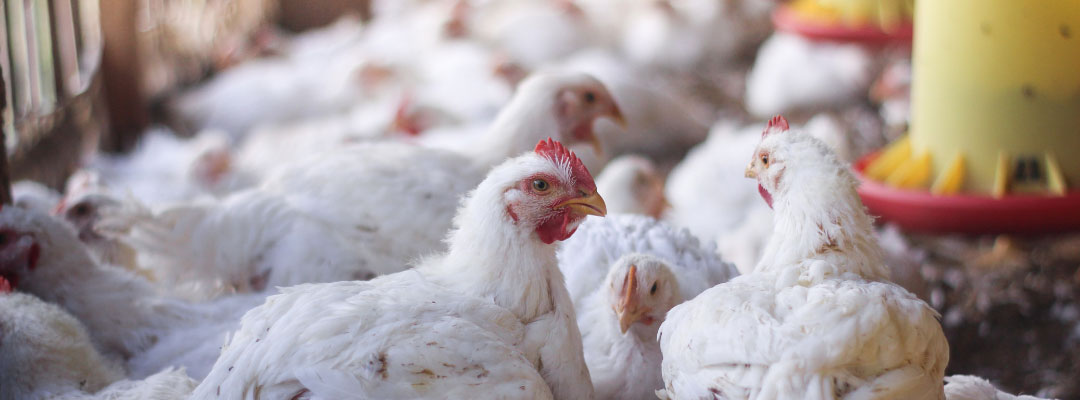 Fall vs. Spring Application of Broiler Litter