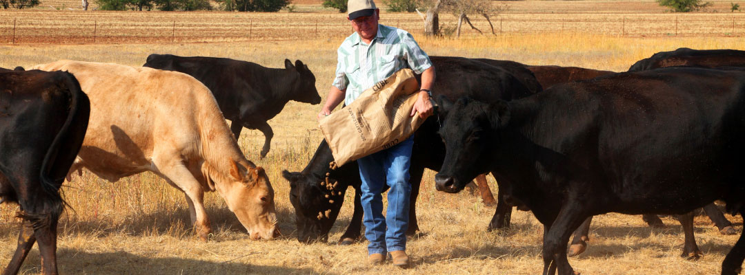 Small Grain Pastures