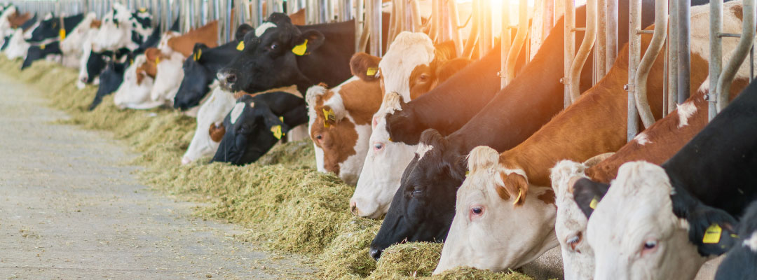 Cattle on Feed and Record High August Fed Cattle Weights